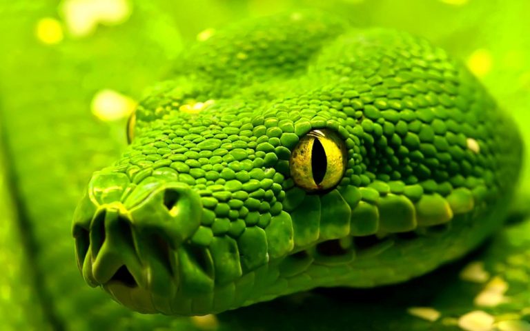 serpente_verde_2_1280x800